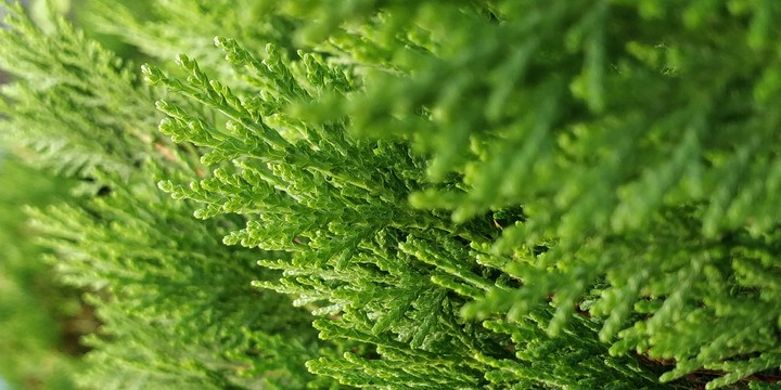 Green Show Grass