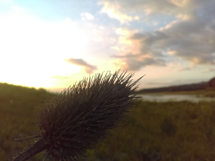 Roślina