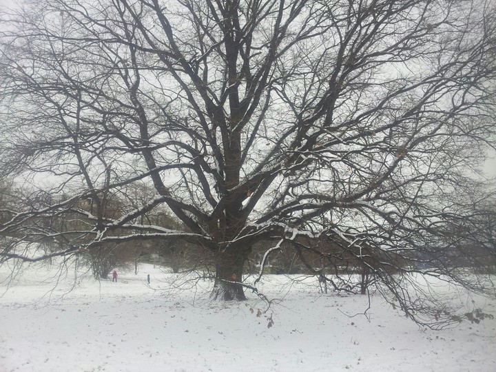 Winterbaum