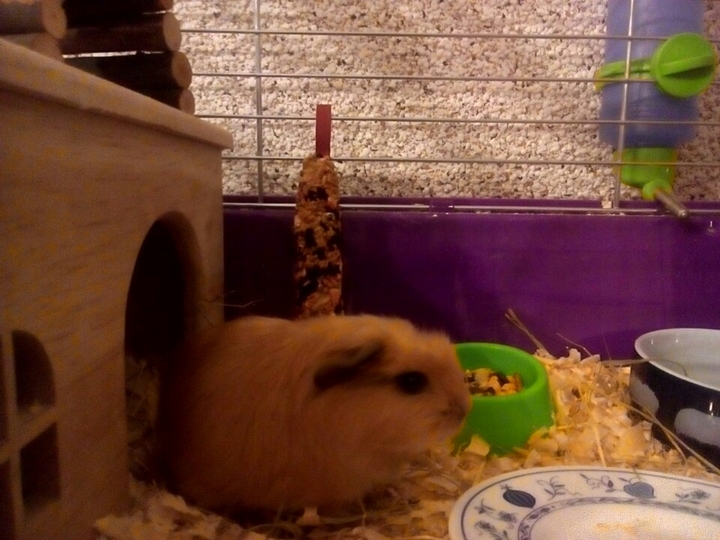 guinea_pig