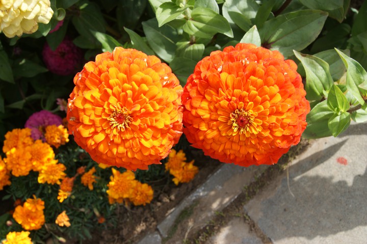 orange flowers