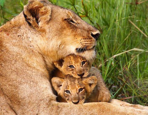 LION FAMILY