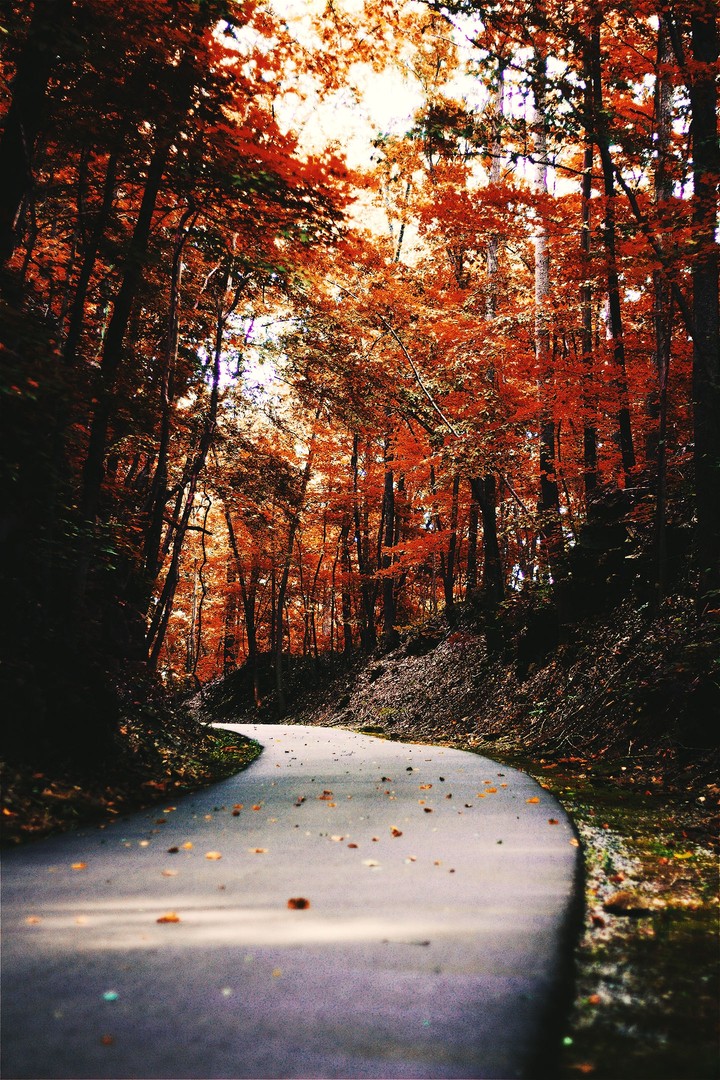 wood road
