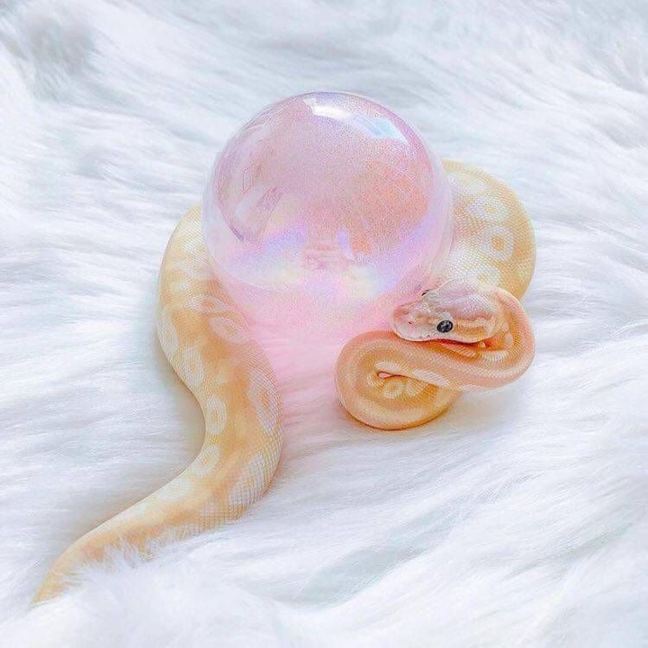 snack