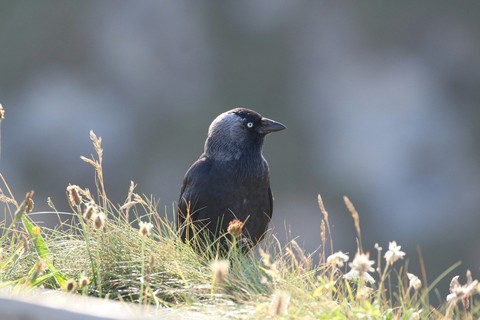 tapety crows, bird