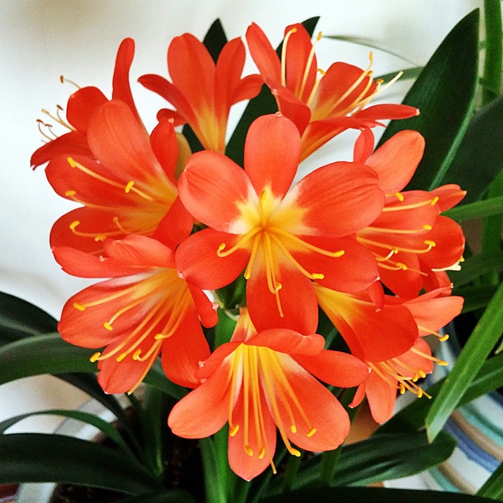 군자란, Kaffir lily.