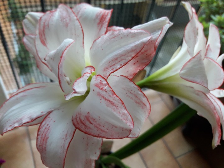 amaryllis