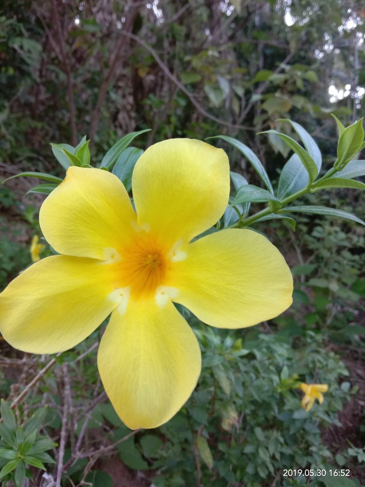the flower