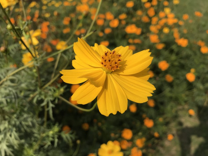 flower