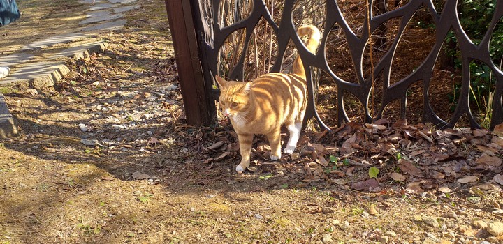 cat