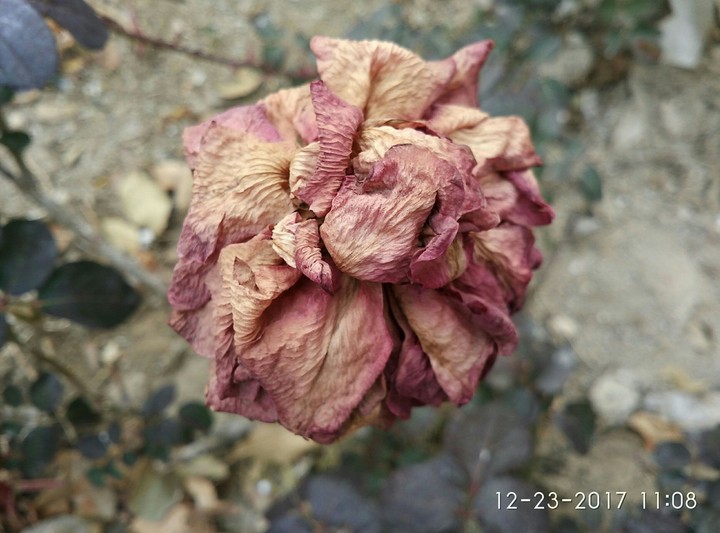 beautiful flower