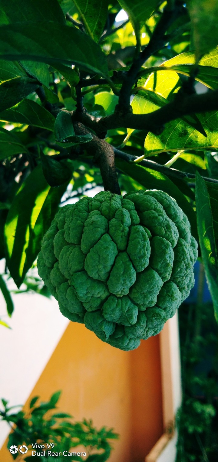 beautiful fruit