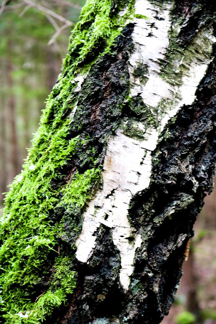 beautiful tree