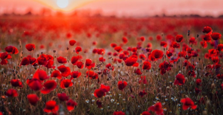 champ de coquelicot