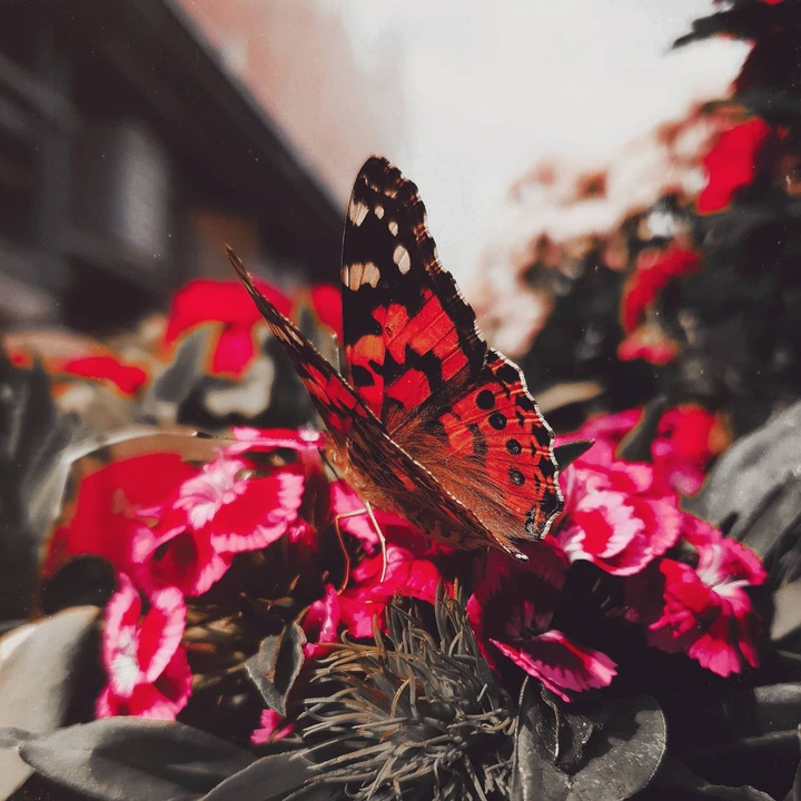 Butterfly ♡