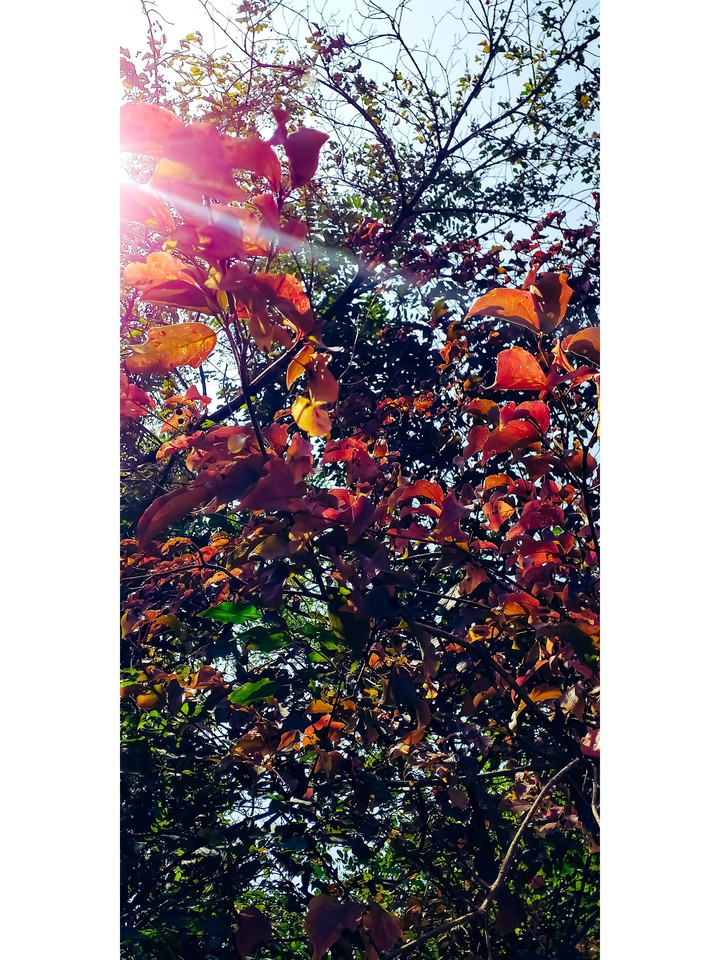 autumn