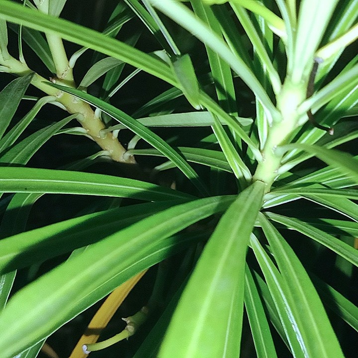 #green nature###