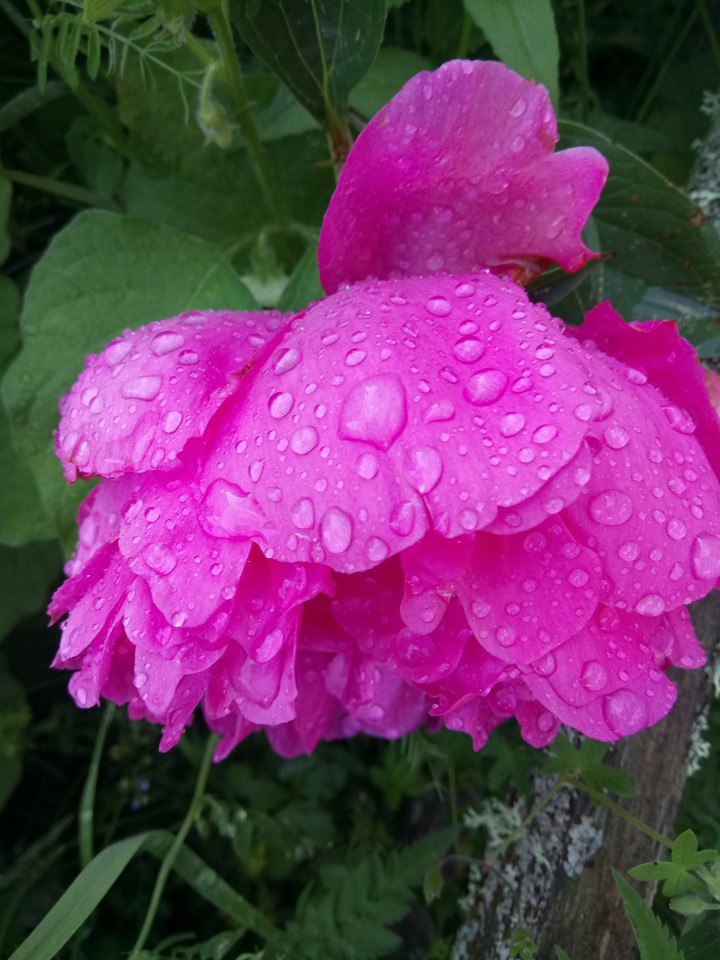 rose after rain ☔