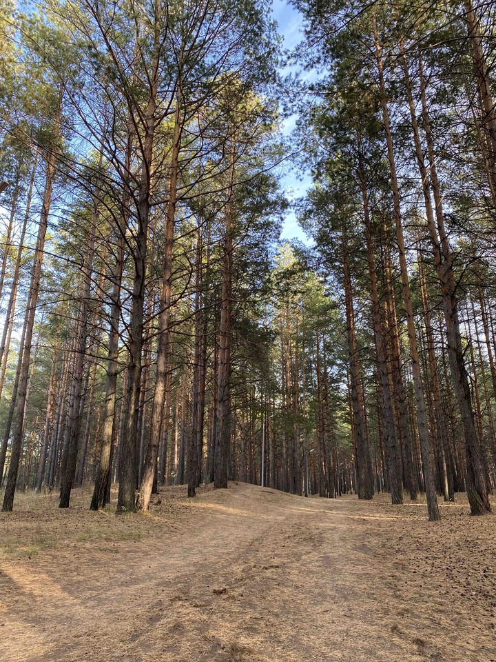прогулка по сосновому лесу