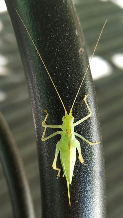 insect