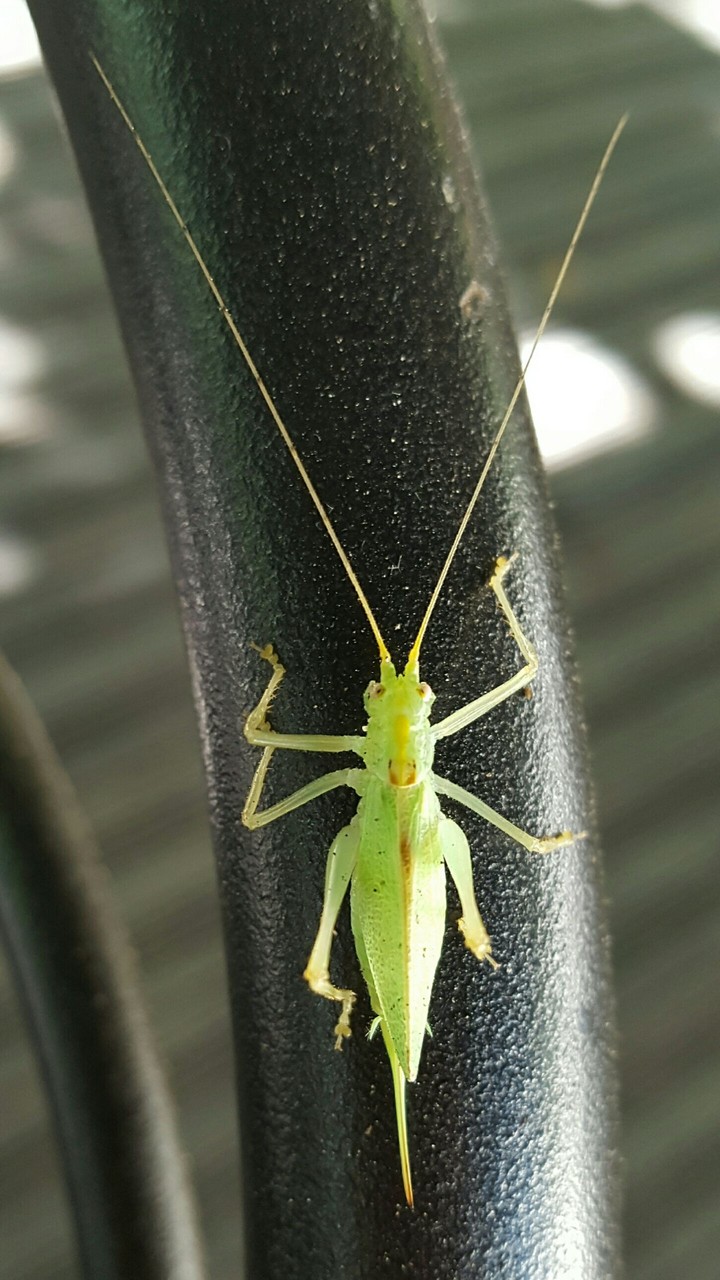 insect