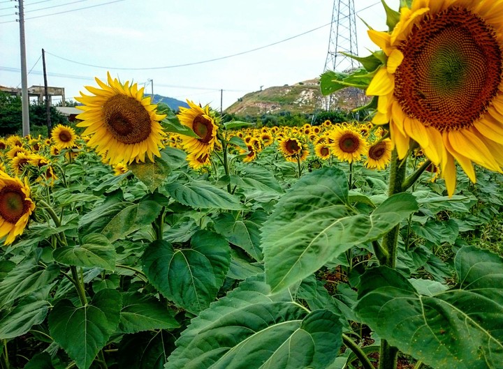 sunflower
