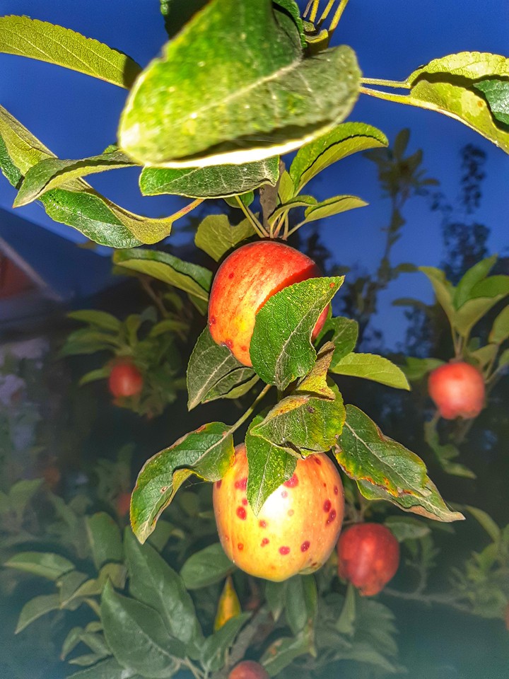apple photo