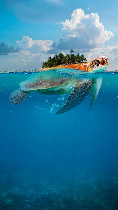 Island on Turtle
