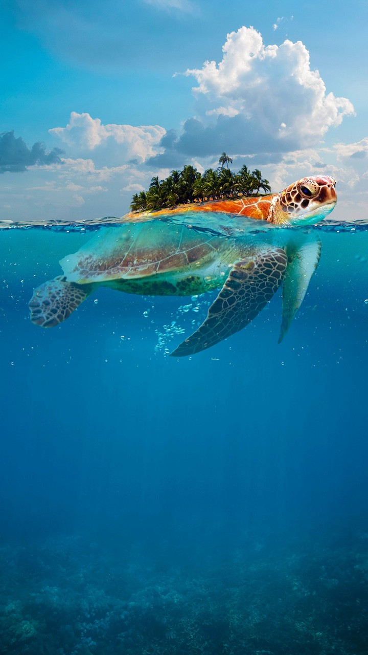Island on Turtle