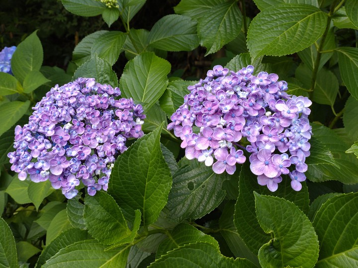 ポップコーン紫陽花