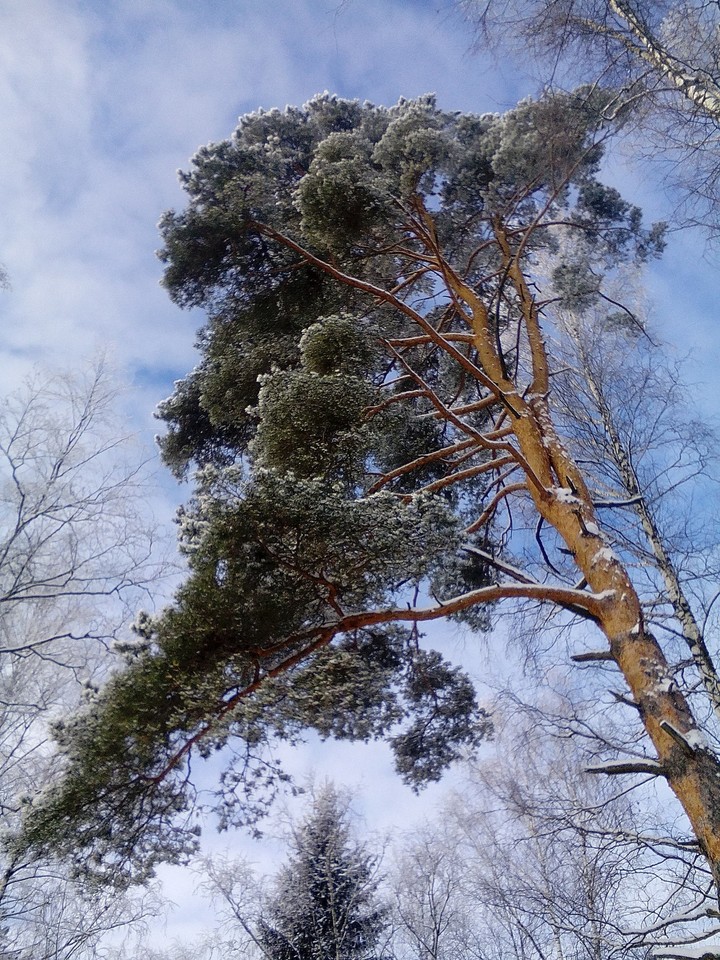 Зимний лес