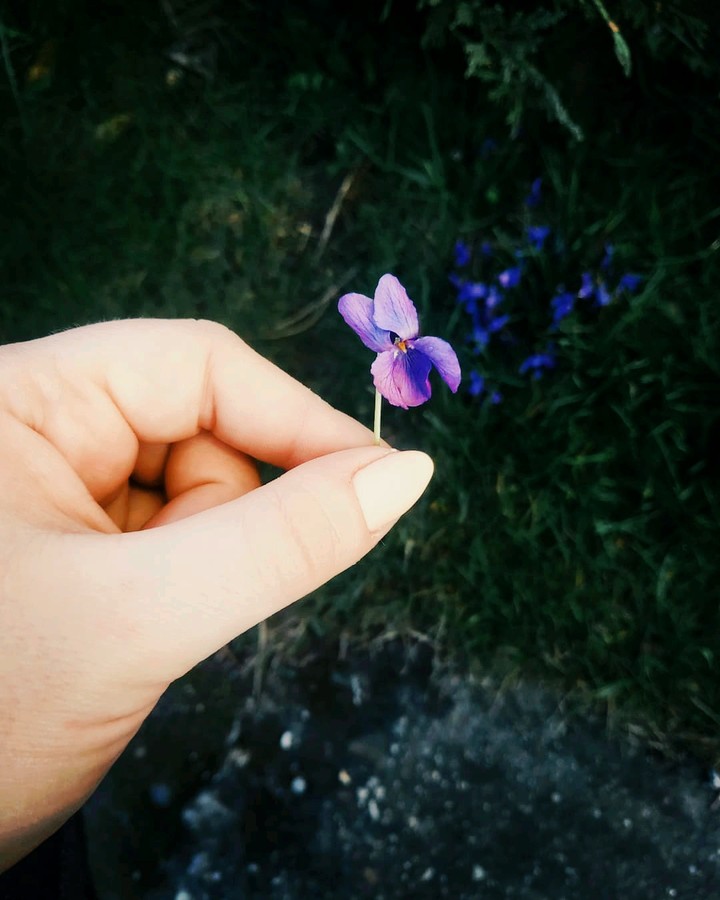 spring flower