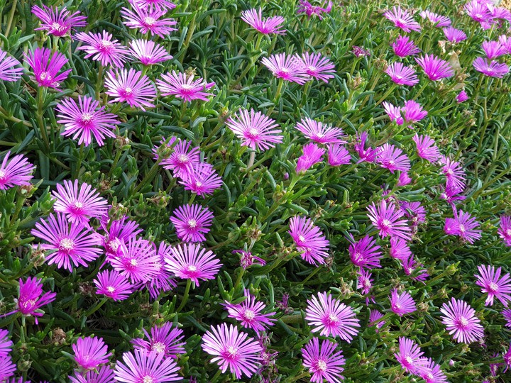 Jeju Island flowers