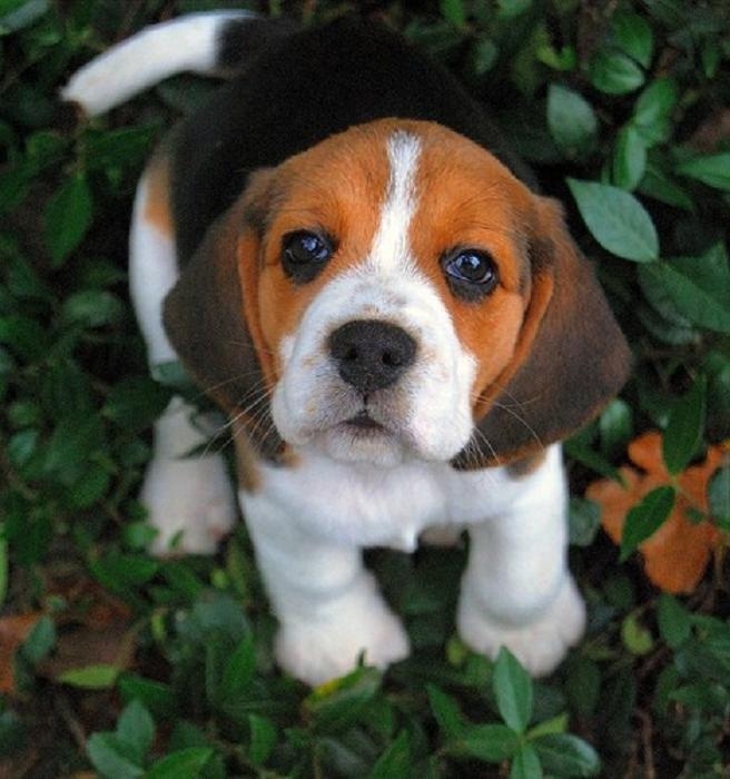 Dog❤❤
