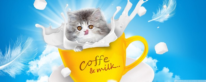 funny cat