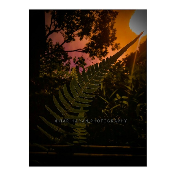 ||| •Sunrays Shadow• |||