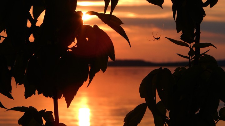 schöner Sonnenuntergang mit spinne
