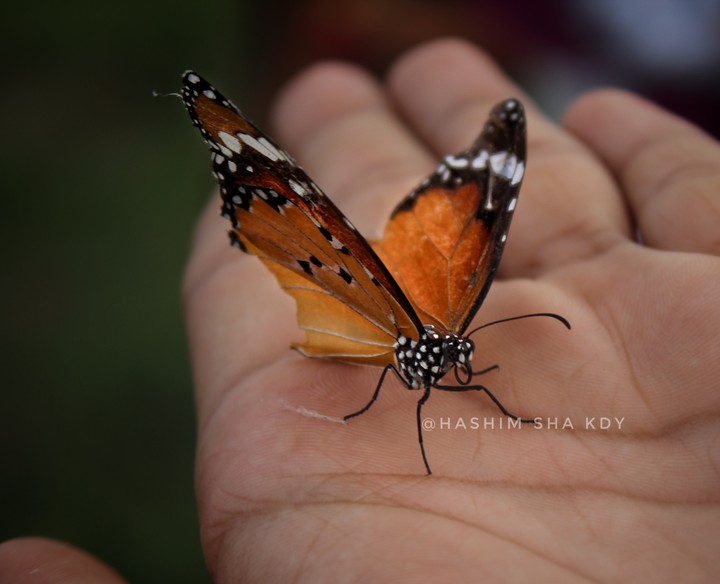 butterfly