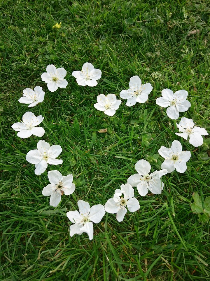 Herz aus Kirschblüten