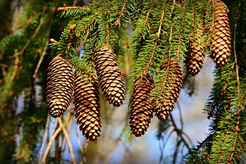 Pine, evergreen Hintergrundbilder