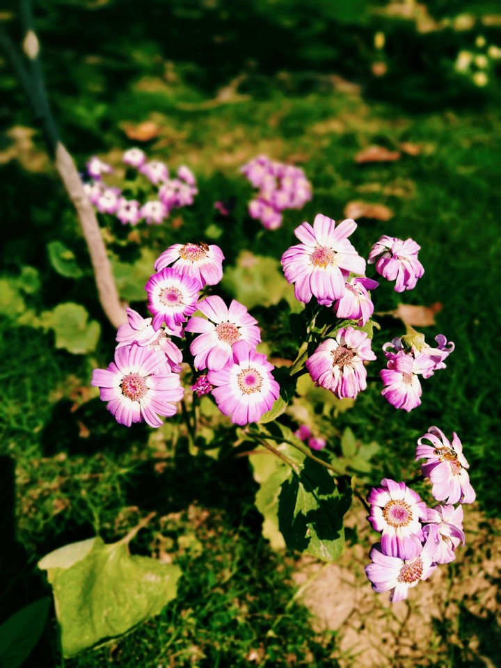 Spring