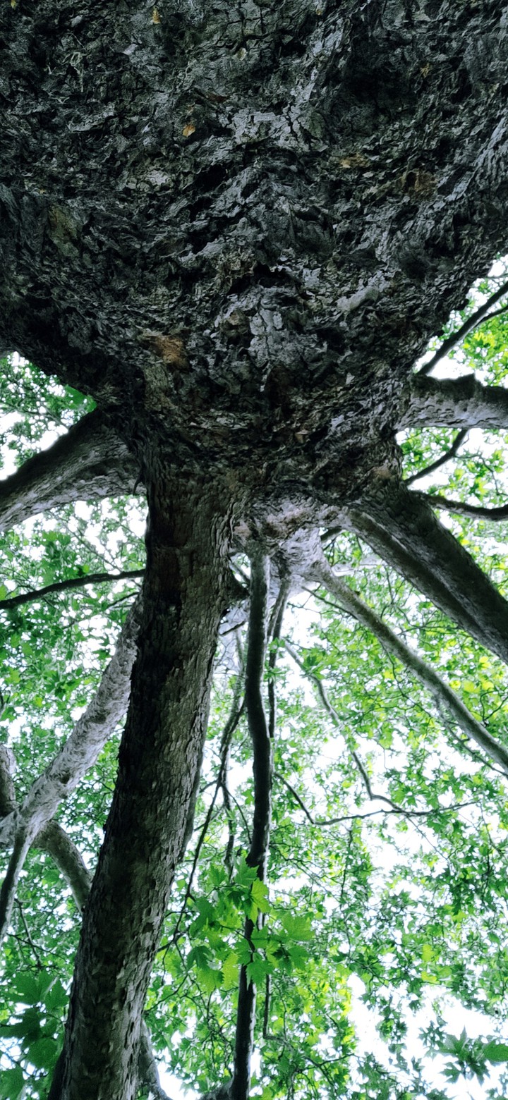 full screen background tree