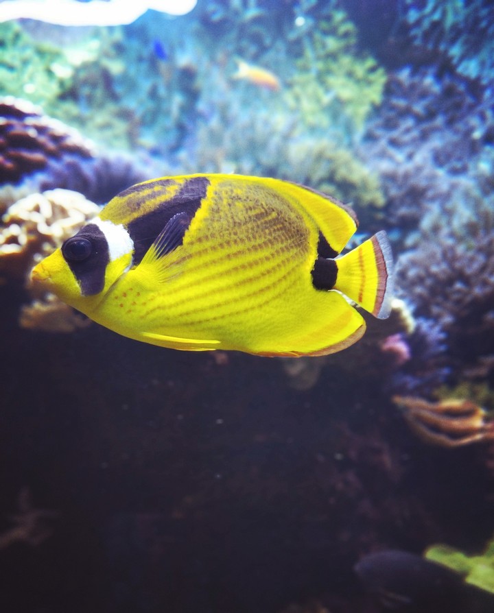 fish