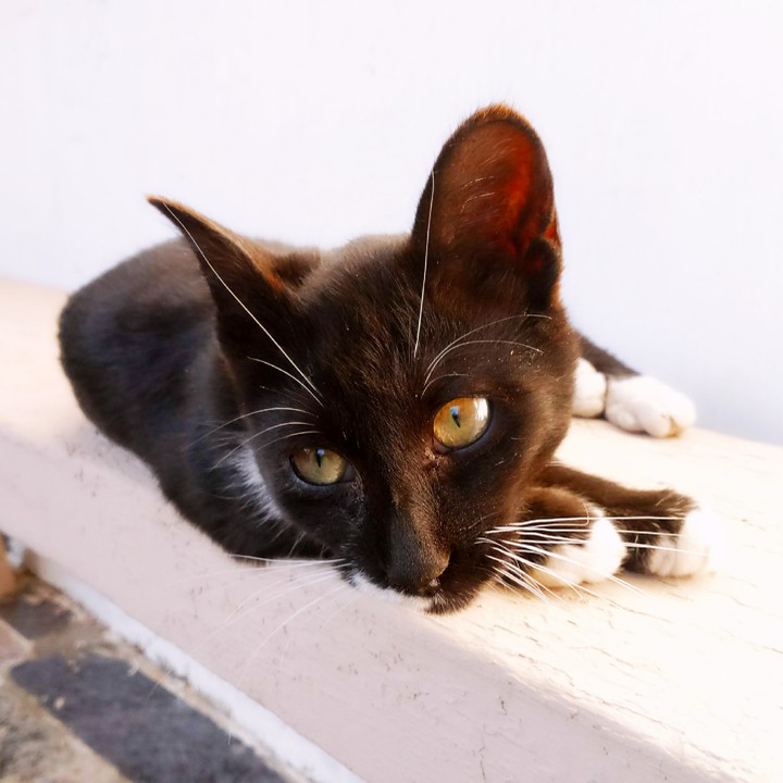 Gato69 - (Kiko)