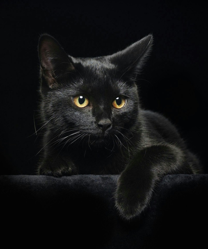 My cat Max