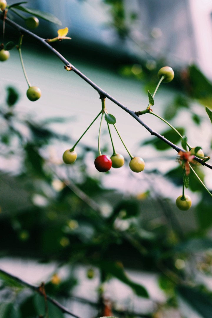 вишня (cherry)