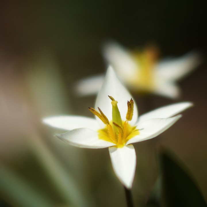 Tulip