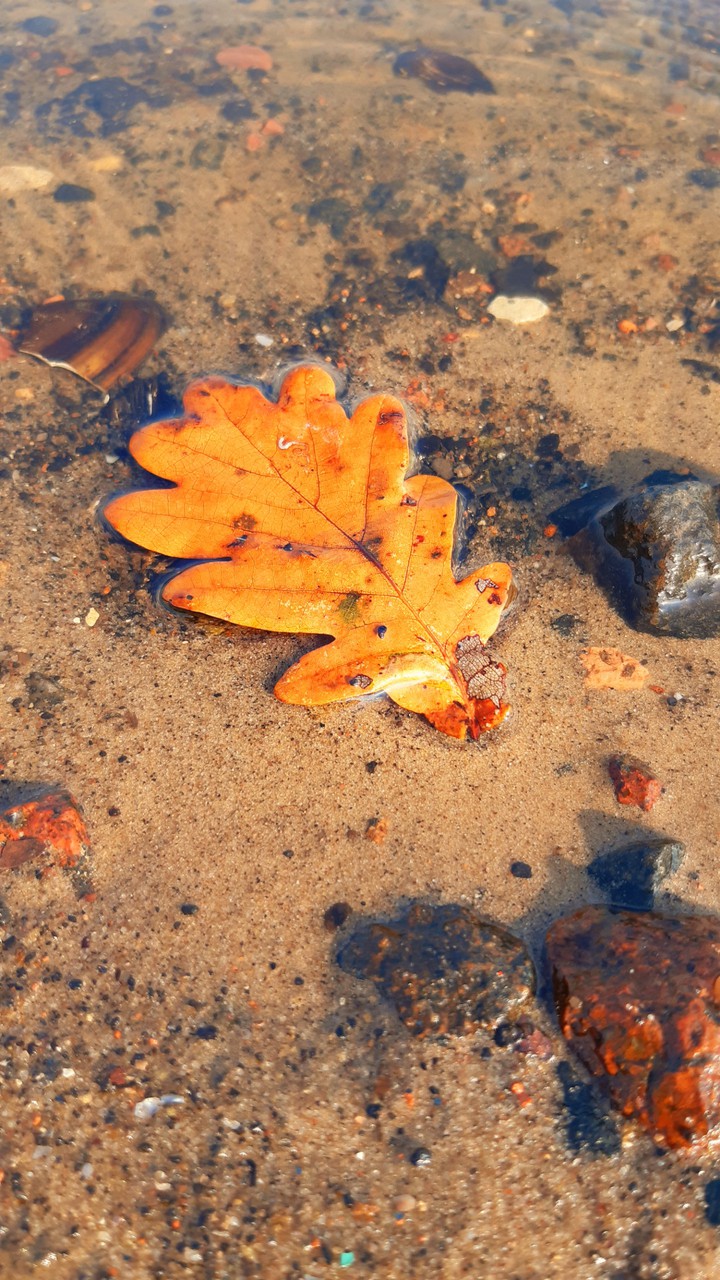 autumn tree leaf/ осенний лист