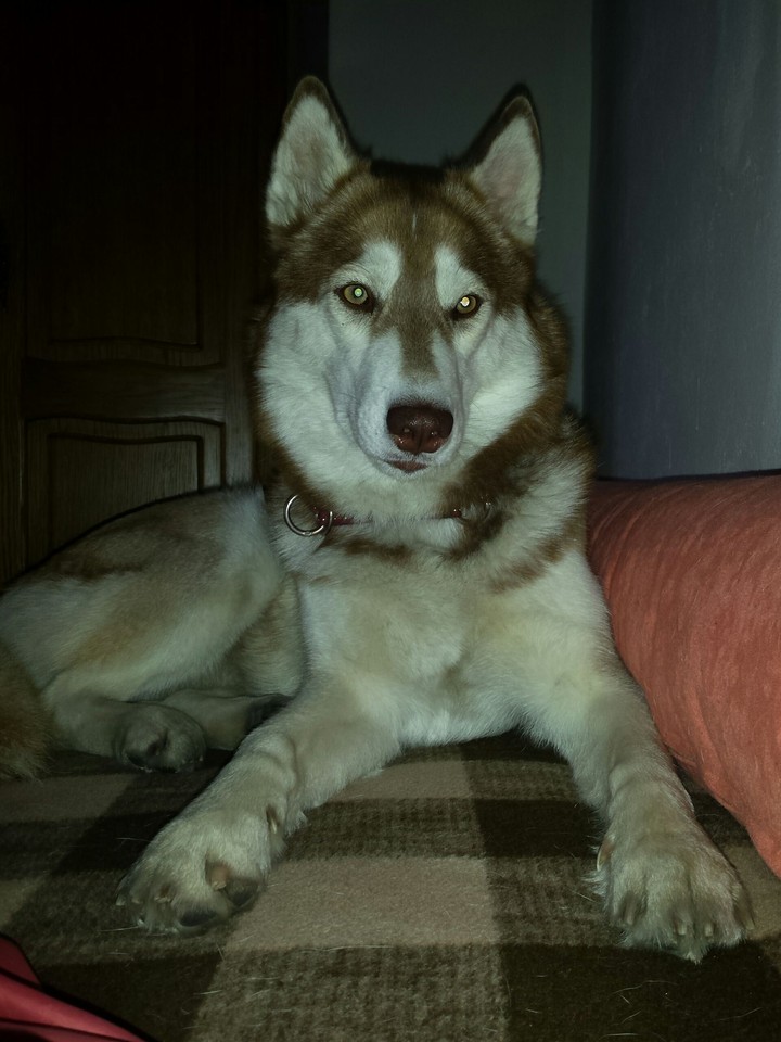 Una the husky