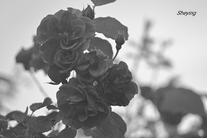 noir et blanc